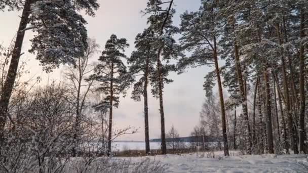 Hiperlapso na floresta nevada de inverno durante a queda de neve, bela paisagem de inverno e queda de neve — Vídeo de Stock