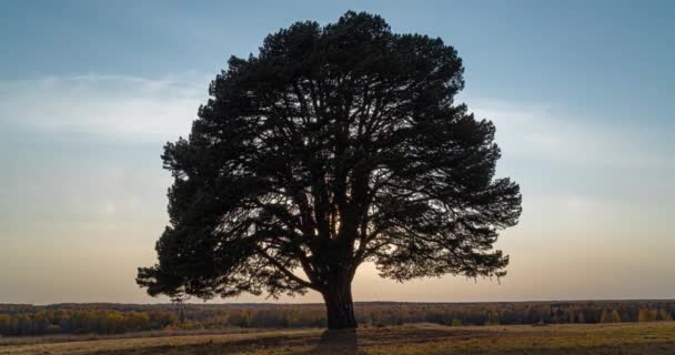 Mistige zonsopgang in een veld met een mooie vertakte dennenboom, time lapse — Stockvideo