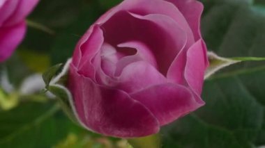 Siyah arka planda kırmızı gülün güzel açılışı. Çiçek açan pembe gül yaprakları, zaman aşımı, yakın plan. Tatil, aşk, doğum günü. Bud yakın çekim. Makro. 4K UHD video zaman dilimi