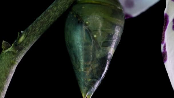 The process of emergence of the Morph butterfly from the pupa, time-lapse, the butterfly is born from the pupa and shakes its wings, cognitive and educational assistance, macro photography — Stock Video