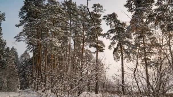 Hiperlapso en el bosque nevado de invierno durante las nevadas, hermoso paisaje de invierno y nevadas — Vídeos de Stock