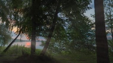 Ormanda güzel bir yaz sabahı. Güneş ışınları muhteşem yeşil ağacın yapraklarını delip geçer. Sihirli yaz ormanı, hiperlapse, kamera hareketi