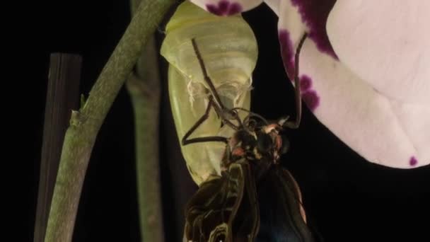 Het proces van het ontstaan van de Morph vlinder uit de pop, time-lapse, de vlinder wordt geboren uit de pop en schudt zijn vleugels, cognitieve en educatieve bijstand, macro fotografie — Stockvideo