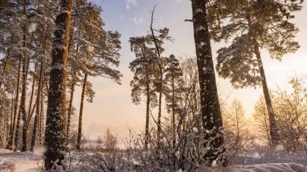 Swivel Hyperlapse na floresta nevada de inverno durante a queda de neve, bela paisagem de inverno e queda de neve, tempo de inverno pré-pôr do sol na floresta — Vídeo de Stock