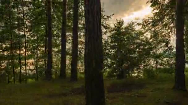 Piękny letni zachód słońca w lesie nad jeziorem leśnym, Hyperlapse, ruch kamery — Wideo stockowe