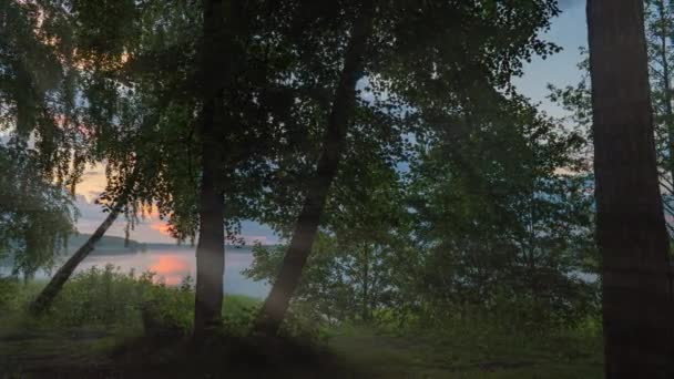 Prachtige zomerochtend in het bos. Zonnestralen breken door het gebladerte van prachtige groene bomen. Magisch zomerwoud, Hyperlapse, camerabeweging — Stockvideo