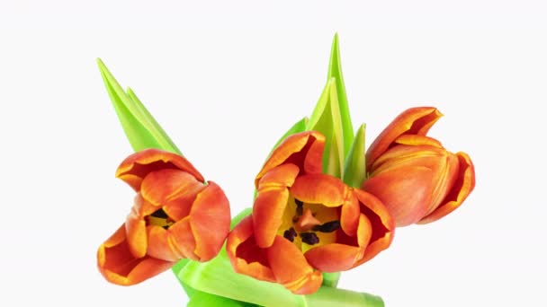 Schöne rote Tulpenblüten Hintergrund. Schöner Strauß roter Tulpen auf weißem Hintergrund. Zeitraffer der sich öffnenden roten Tulpenblüten. Frühling. Muttertag, Feiertag, Liebe, Geburtstag, Ostern — Stockvideo