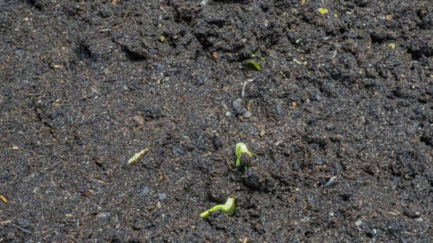 Growing green cucumber plant time lapse. Timelapse seed growing, Closeup nature agriculture shoot. Vegetable sprouting from the ground. — Stock Video