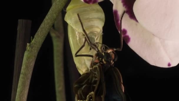 O processo de emergência da borboleta Morph da pupa, lapso de tempo, a borboleta nasce da pupa e balança suas asas, assistência cognitiva e educacional, macrofotografia — Vídeo de Stock