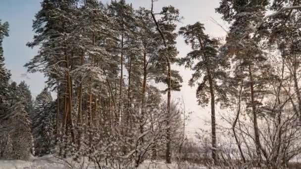 Hiperlapso giratorio en el bosque nevado de invierno durante las nevadas, hermoso paisaje de invierno y nevadas — Vídeos de Stock