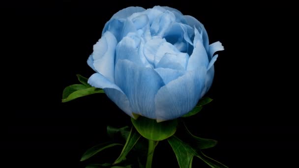Timelapse de linda flor de peônia azul espetacular florescendo em fundo preto. Flor de peônia florescente aberto, lapso de tempo, close-up — Vídeo de Stock