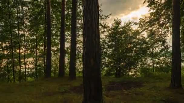 Piękny letni zachód słońca w lesie nad jeziorem leśnym, Hyperlapse, ruch kamery — Wideo stockowe