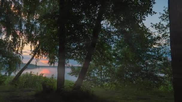 Hermosa mañana de verano en el bosque. Los rayos del sol atraviesan el follaje de un magnífico árbol verde. Bosque mágico de verano, hiperlapso, movimiento de la cámara — Vídeo de stock