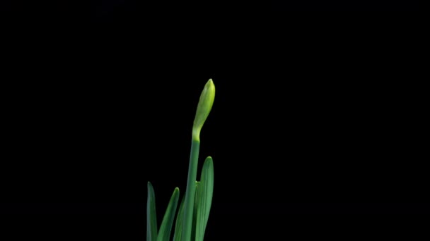 Narciso. Floração de belas flores amarelas no fundo preto, Daffodil. Timelapse. 4K. fundo do casamento, dia dos namorados, dia das mães, primavera, Páscoa. — Vídeo de Stock