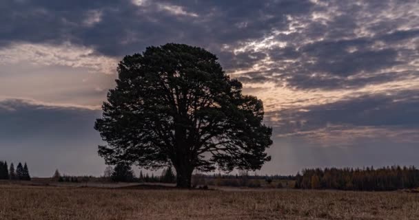 Mistige zonsopgang in een veld met een mooie vertakte dennenboom, time lapse — Stockvideo