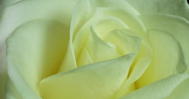 Rosa blanca florece en el lapso de tiempo. Delicada flor de rosa sobre un fondo negro. Fondo floral suave y ligero. Timelapse. Macro. Fondo de la boda, día de San Valentín, día de la madre, primavera, Pascua — Vídeos de Stock