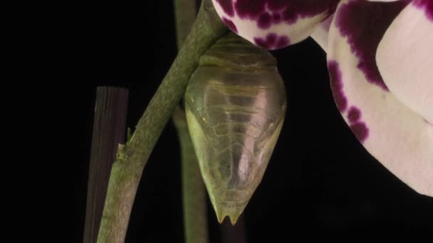Proces vzniku motýla Morfa z kukly, časový odstup, motýl se rodí z kukly a třese křídly, kognitivní a výchovná pomoc, makrofotografie — Stock video
