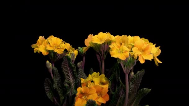 Yellow primrose flowers on a black background, time lapse, 4k — Stock Video