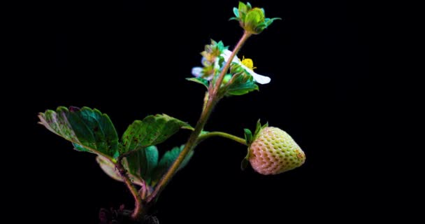 Jordbær busk modner i en tid bortfalder på en sort baggrund, modning remontant jordbær. – Stock-video