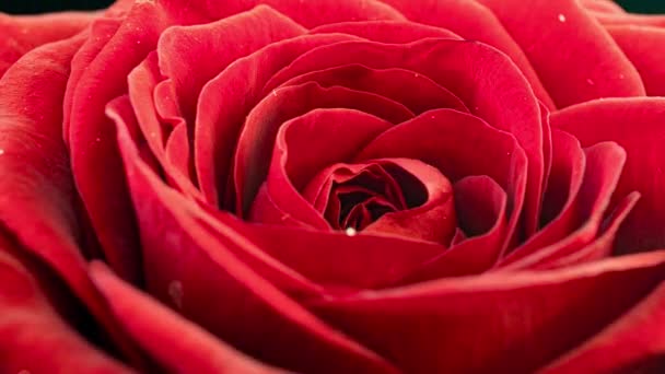 時間が経つと赤いバラが咲く。黒地に繊細なバラが咲きます。優しい光の花の背景。タイムラプスだ。マクロだ。結婚式の背景、バレンタインデー、母の日、春、イースター — ストック動画
