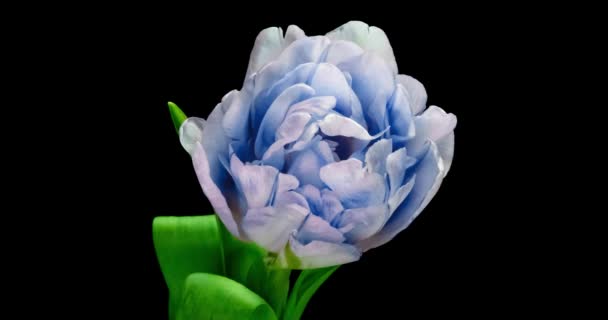 Apertura di bel grande fiore blu Tulipano su sfondo nero. Primavera. Vacanze. Celebrazione, amore, compleanno Timelapse. Chiudete. 4K — Video Stock