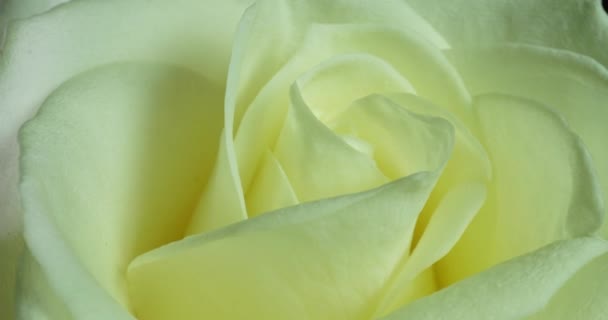 White rose bloom in time lapse. Delicate rose bloom on a black background. Gentle light floral background. Timelapse. Macro. Wedding background, valentines day, mothers day, spring, easter — Stock Video