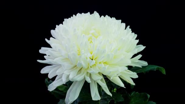 Time Lapse av vackra vita krysantemum blomma öppning mot en svart bakgrund. 4K. — Stockvideo