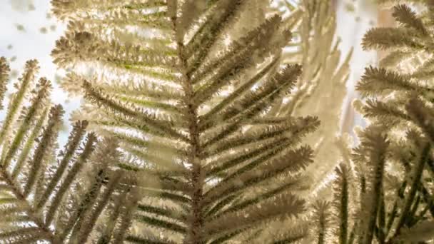 云杉枝条上霜冻生长时间的消逝,美丽的冬季风景 — 图库视频影像