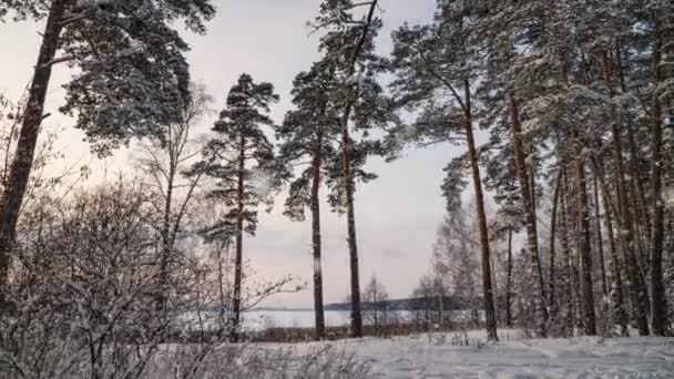 Hiperlapso na floresta nevada de inverno durante a queda de neve, bela paisagem de inverno e queda de neve — Vídeo de Stock