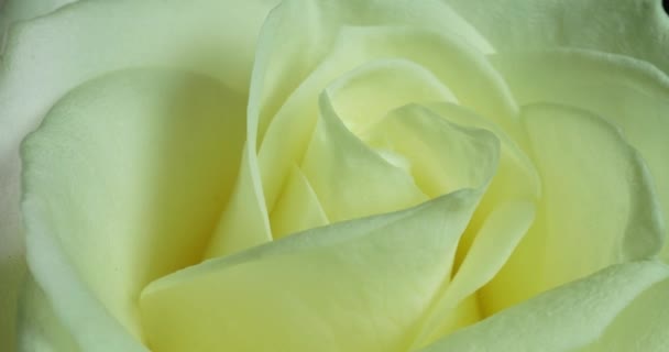 時間経過とともに白バラが咲きます。黒地に繊細なバラが咲きます。優しい光の花の背景。タイムラプスだ。マクロだ。結婚式の背景、バレンタインデー、母の日、春、イースター — ストック動画