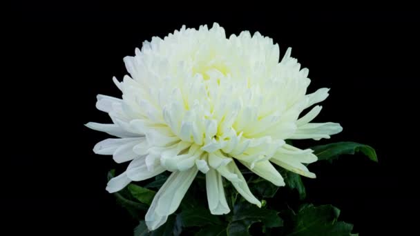 Czas upływa piękne białe chryzantemy Kwiat otwarcie na czarnym tle. 4K. — Wideo stockowe