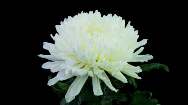 Time Lapse of Beautiful White Cisanthemum Flower Opening Against a Black Background. 《 로스앤젤레스 타임스 》 ( 영어 ). 4K. — 비디오