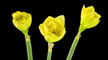 Sarı nergis buketi. Narcissus. Siyah arka planda güzel sarı çiçekler açıyor, nergis çiçeği. Zaman ayarlı. 4 bin. düğün geçmişi, sevgililer günü, anneler günü, bahar, paskalya.