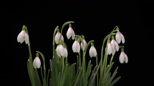 Un ramo de galanthus de primavera sobre un fondo negro, nevadas de primavera, lapso de tiempo, canal alfa — Vídeos de Stock