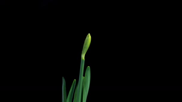 Narcissus. Blooming of beautiful yellow flowers on black background, Daffodil. Timelapse. 4K. wedding background, valentines day, mothers day, spring, easter. — Stock Video