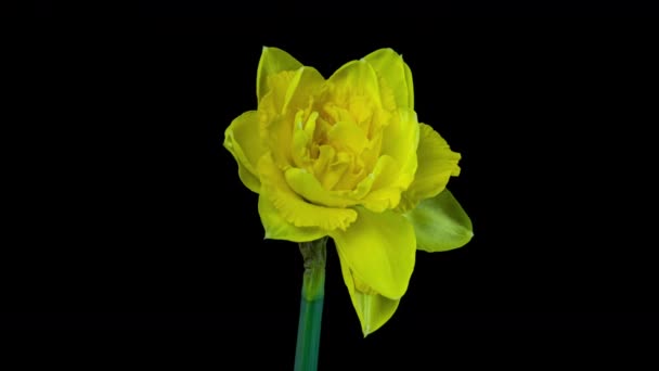 Νάρκισσος. Ανθίζουν όμορφα κίτρινα λουλούδια σε μαύρο φόντο, Daffodil. Τιμελίπε. 4K. Γάμος, ημέρα του Αγίου Βαλεντίνου, ημέρα της μητέρας, άνοιξη, Πάσχα. — Αρχείο Βίντεο
