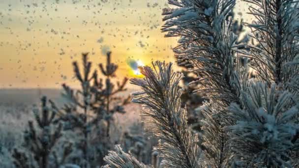 Nieve suave en el bosque nevado de invierno. Hermoso paisaje de invierno al atardecer, rama de pino en la nieve — Vídeo de stock