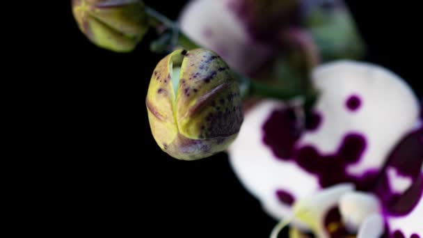 Time-lapse de l'ouverture de trois fleurs d'orchidée 4K sur fond noir — Video