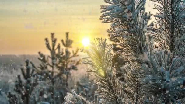 Morbide nevicate nella foresta innevata invernale. Bellissimo paesaggio invernale al tramonto, ramo di pino nella neve — Video Stock