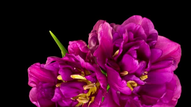 Ramo de tulipanes dobles borgoña. Aislado sobre fondo negro. Caducidad — Vídeos de Stock