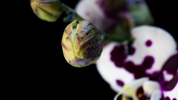 Time-lapse otevření tří orchidejí květiny 4K na černém pozadí — Stock video