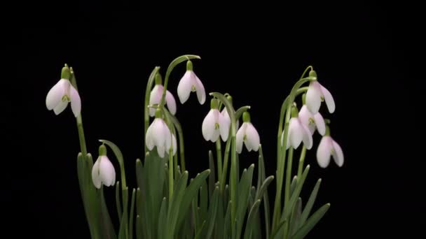 Um buquê de galanthus primavera em um fundo preto, gotas de neve primavera, lapso de tempo, canal alfa — Vídeo de Stock