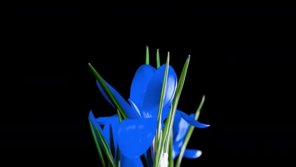 Timelapse kék crocus virág virágzik a fekete háttér, alfa csatorna — Stock videók