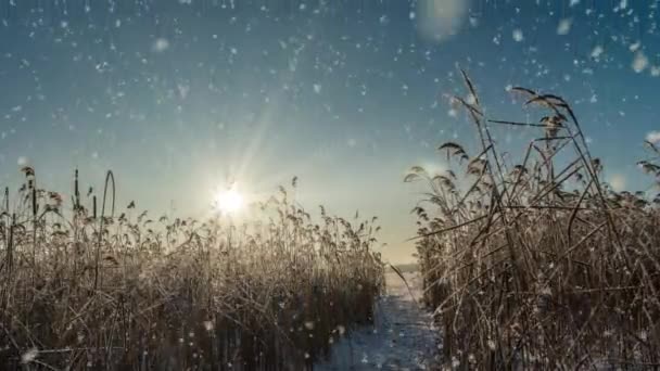 Uma animação de cena invernos com carros dirigindo lentamente por uma estrada coberta de neve e folhas caindo suavemente das árvores. loop de vídeo — Vídeo de Stock