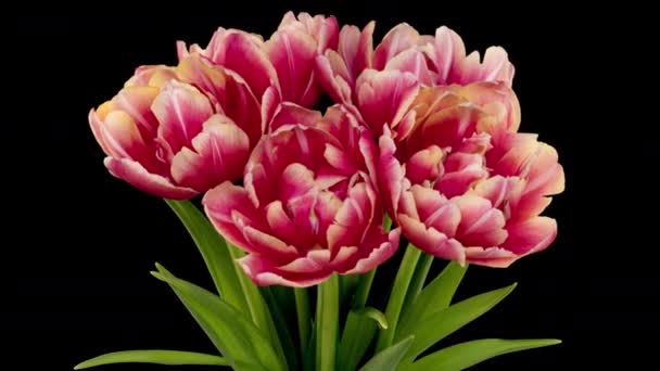 Siete tulipanes de color borgoña. Aislado sobre fondo negro. Caducidad — Vídeo de stock