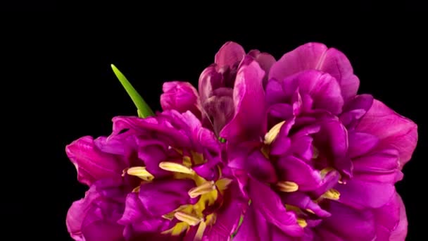 Ramo de tulipanes dobles borgoña. Aislado sobre fondo negro. Caducidad — Vídeo de stock
