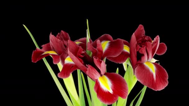 Bouquet of red irises bloom on a black background, time lapse — Stock Video
