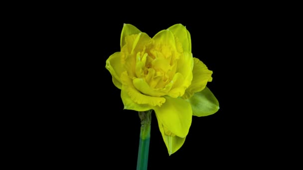 Narcisse. Floraison de belles fleurs jaunes sur fond noir, jonquille. Timelapse. 4K. fond de mariage, Saint Valentin, fête des mères, printemps, Pâques. — Video