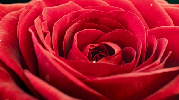 時間が経つと赤いバラが咲く。黒地に繊細なバラが咲きます。優しい光の花の背景。タイムラプスだ。マクロだ。結婚式の背景、バレンタインデー、母の日、春、イースター — ストック動画