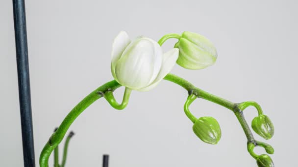 Time-lapse of opening orchid flowers on white background (en inglés). Fondo de la boda, día de San Valentín. Vídeo 4K — Vídeo de stock